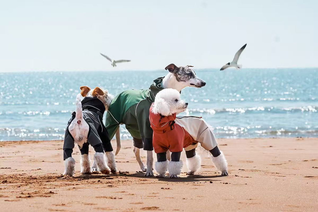 Why Pet Clothes Are More Than Just Cute: Comfort, Protection & Style for Your Furry Friend