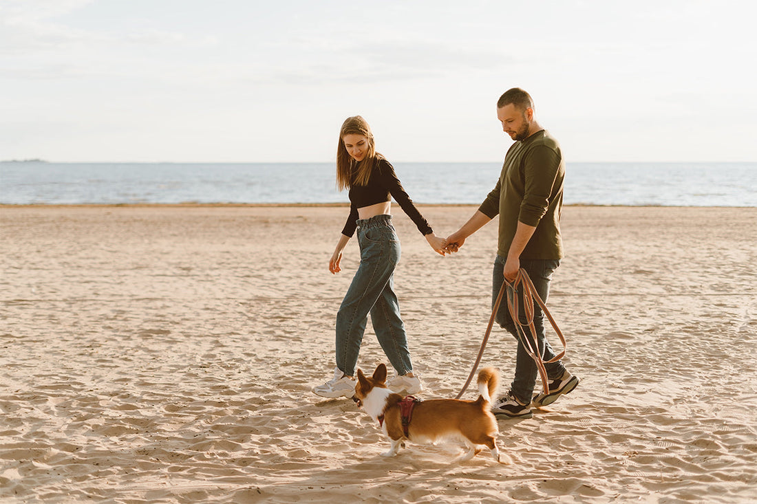 How to choose the right pet leash? Double guarantee of safety and comfort.