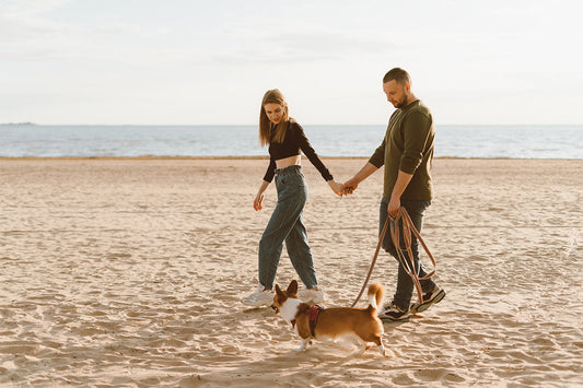 How to choose the right pet leash? Double guarantee of safety and comfort.