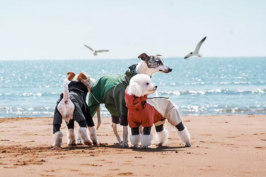 Why Pet Clothes Are More Than Just Cute: Comfort, Protection & Style for Your Furry Friend