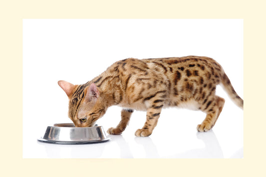 Why Choose Wet Pet Food? Health, Nutrition, and Deliciousness All in One