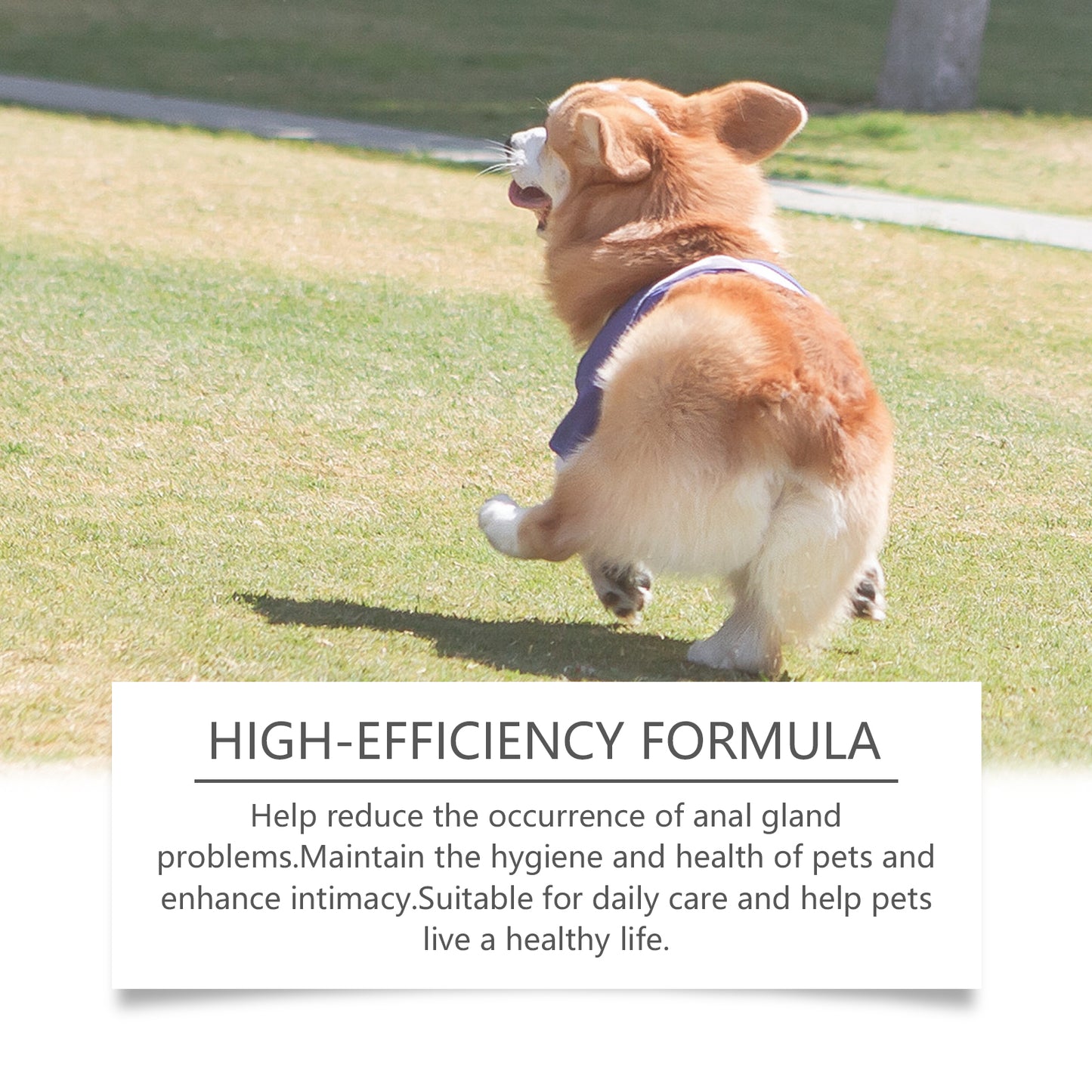 Dog Anal Gland Odor Removal Spray